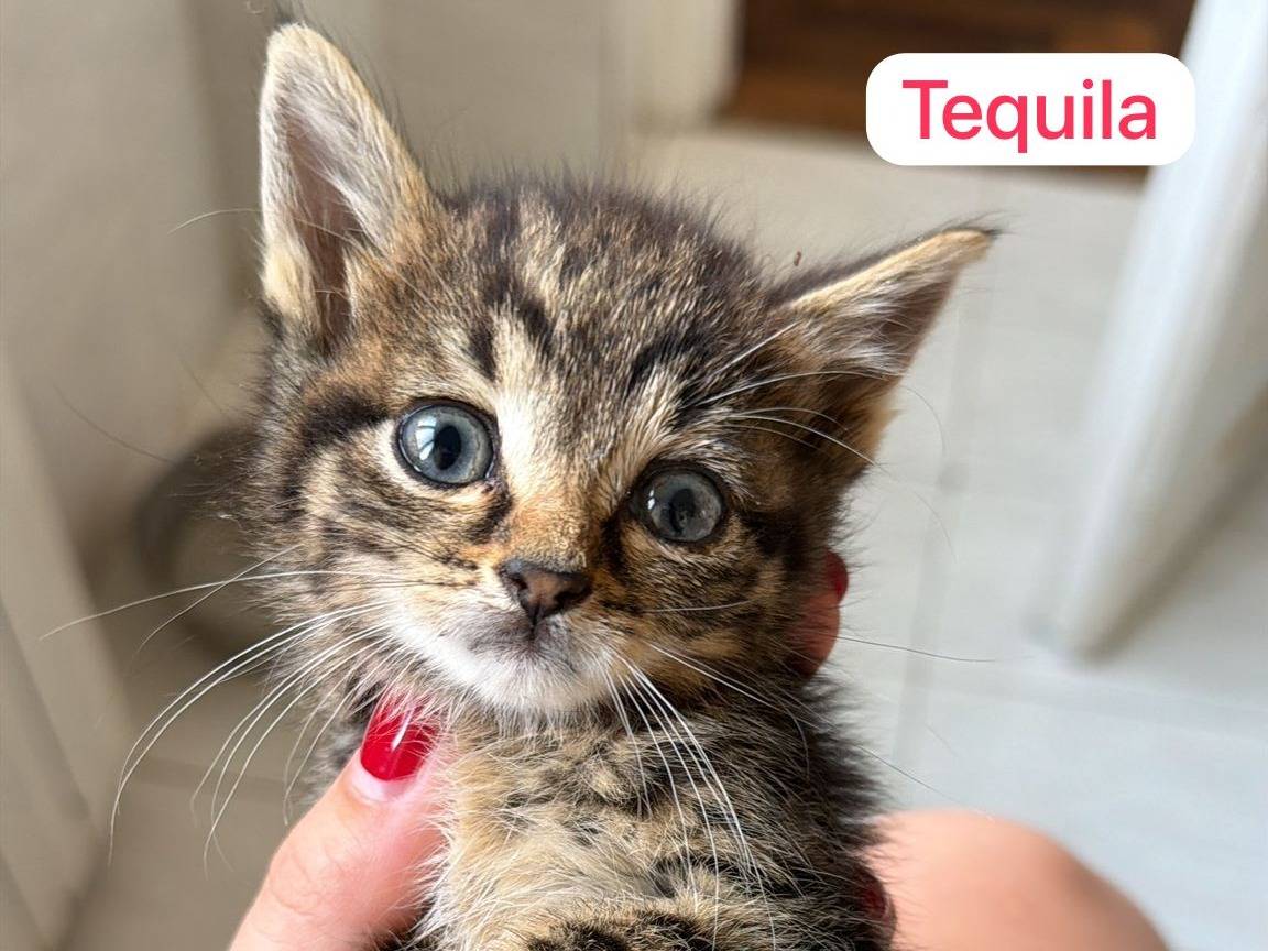 Adozione gatto, femmina, Razza sconosciuta Razza sconosciuta, 3 mesi, taglia non valida, Roma