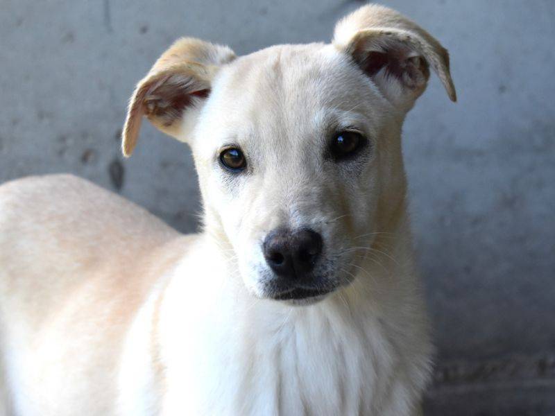 Adozione cane, maschio, Razza sconosciuta Razza sconosciuta, 1 anno e 1 mese, taglia media, Roma