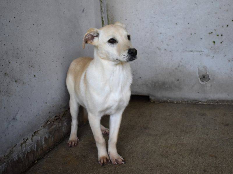 Adotta un cane, maschio, 1 anno e 1 mese, Roma
