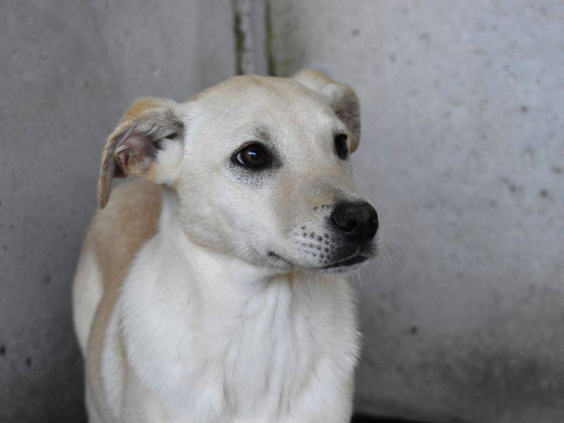 Vuoi adottare un cane a Roma?