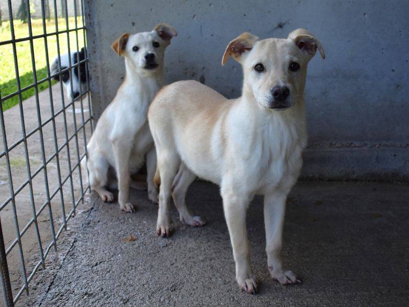 Adotta il cane Elaro a Roma