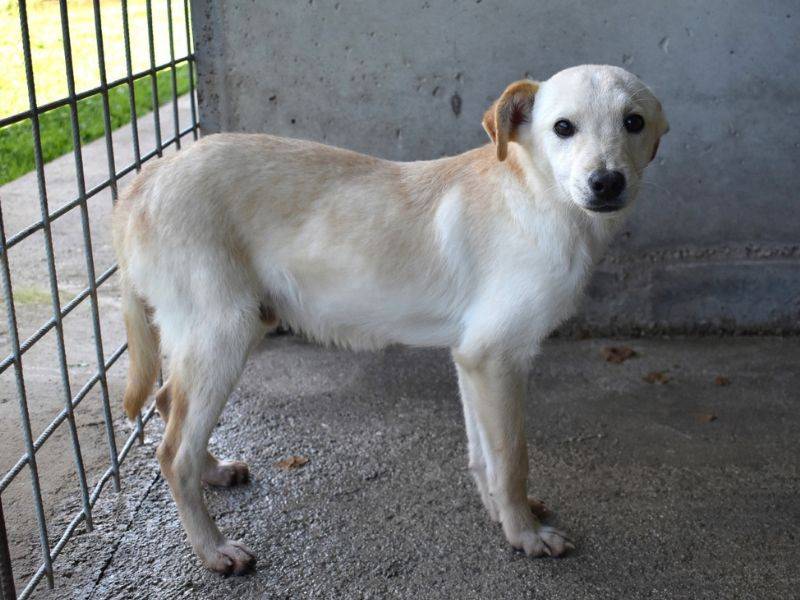 Adotta un cane, maschio, 1 anno e 1 mese, Roma