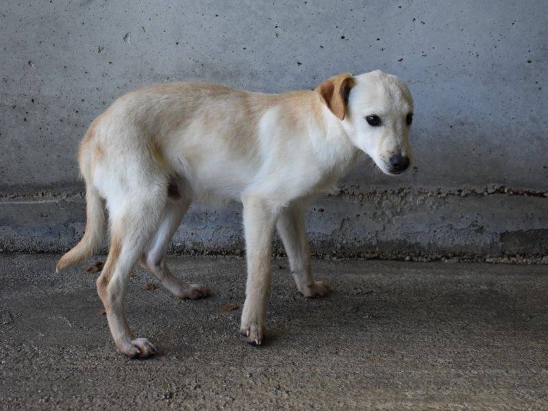 Vuoi adottare un cane a Roma?