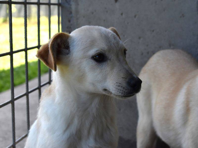 Adotta il cane Elvio a Roma