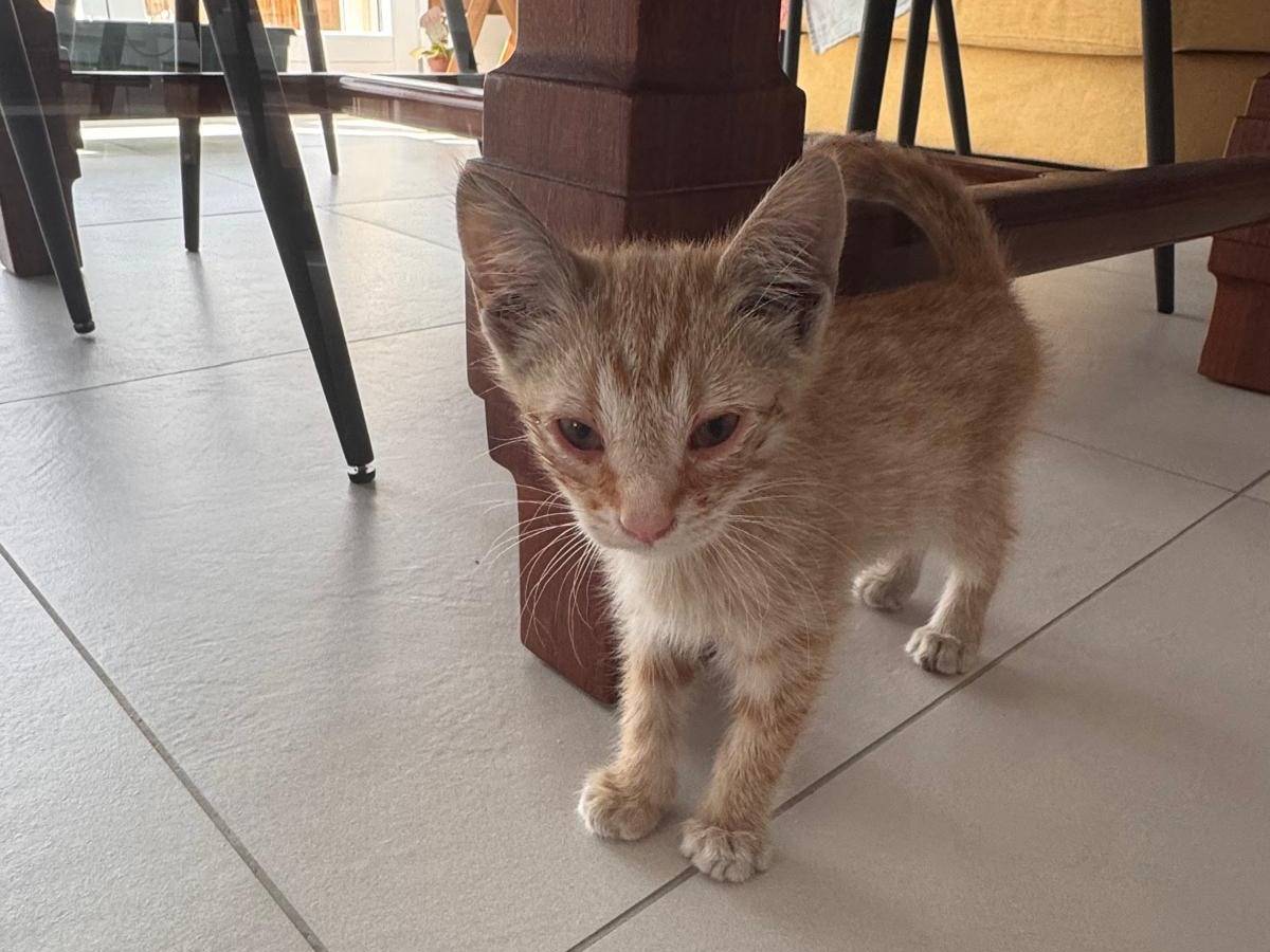 Vuoi adottare un gatto a Campobasso?