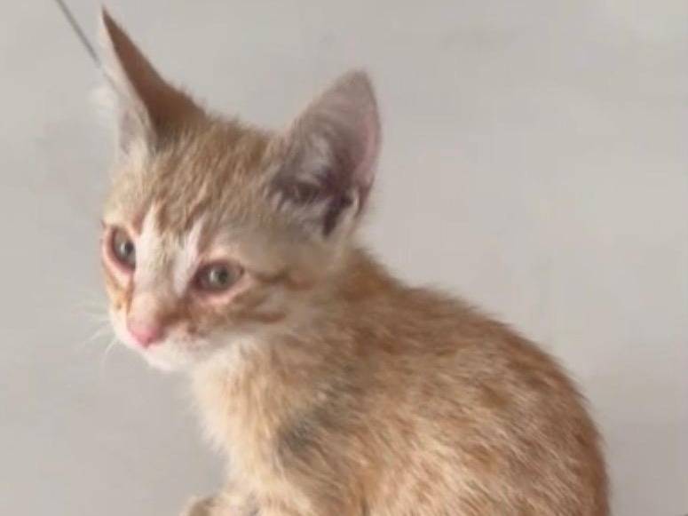 Adotta un gatto, maschio, 2 mesi, Campobasso