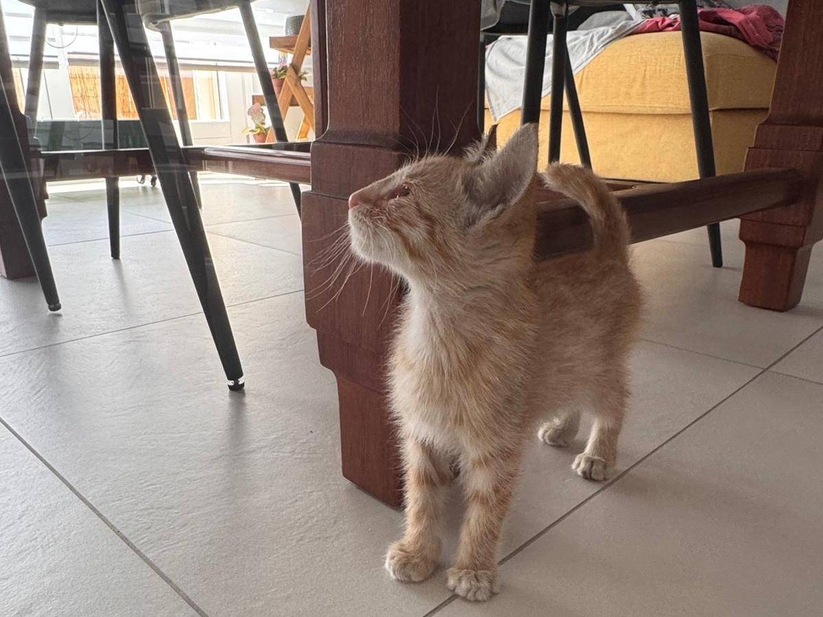 Adotta il gatto PEPE a Campobasso