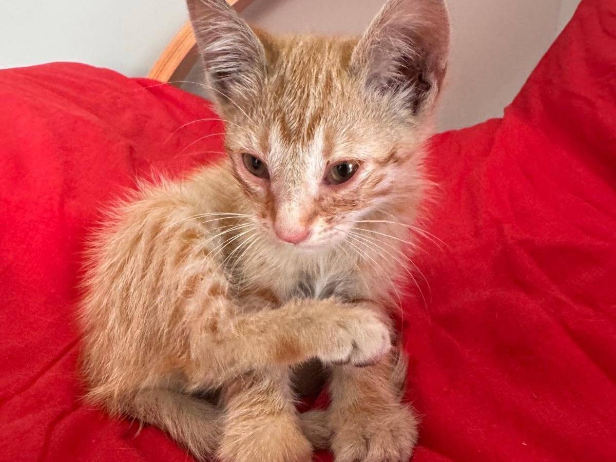 Adozione gatto, maschio, Razza sconosciuta Razza sconosciuta, 2 mesi, taglia non valida, Campobasso