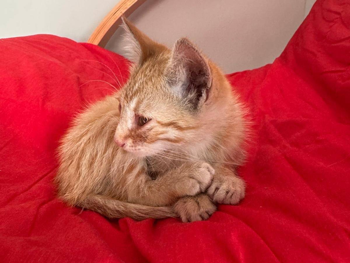 Adotta un gatto, taglia non valida, maschio, Campobasso