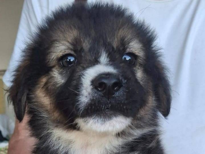 Adotta un cane, maschio, 2 mesi, Crotone