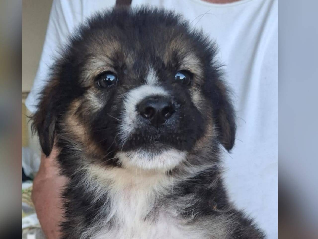 Adozione cane, maschio, Razza sconosciuta Razza sconosciuta, 2 mesi, taglia media, Crotone