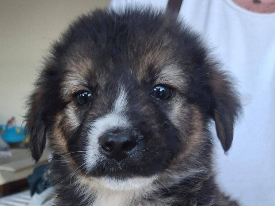 Adotta un cane, taglia media, maschio, Crotone