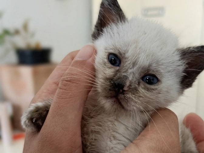 Adozione gatto, femmina, Razza sconosciuta Razza sconosciuta, 2 mesi, taglia non valida, Teramo