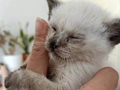 Adotta un gatto, femmina, 2 mesi, Teramo