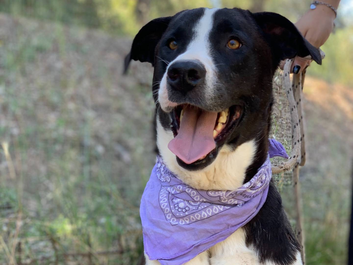 Adotta un cane, femmina, 3 anni e 2 mesi, Latina