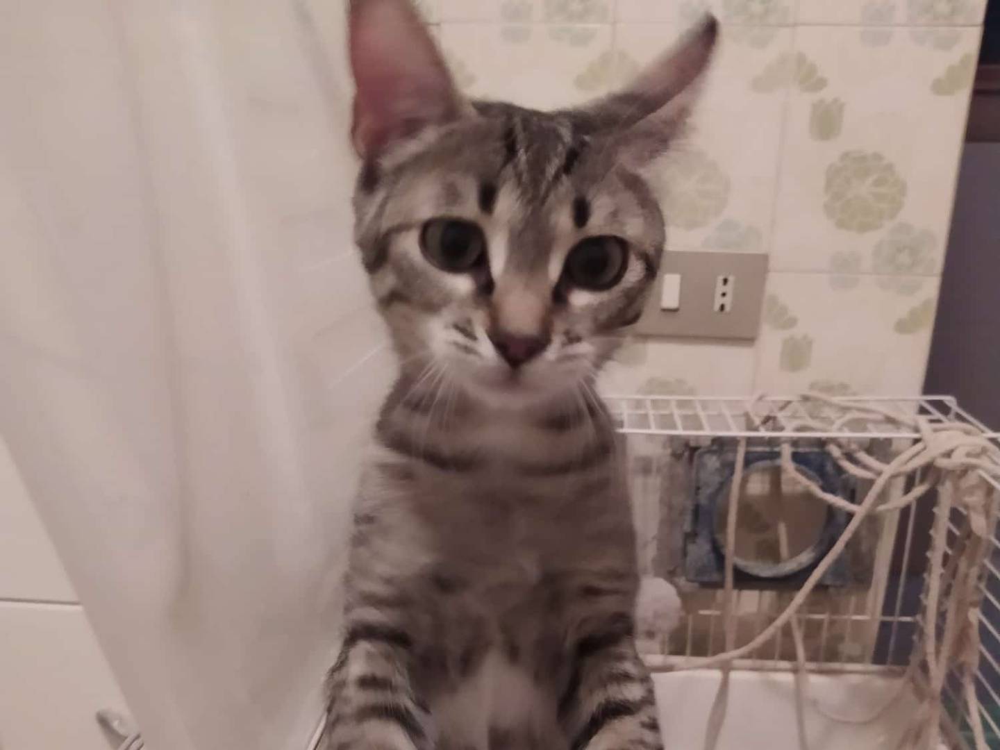 Adotta un gatto, taglia non valida, femmina, Milano