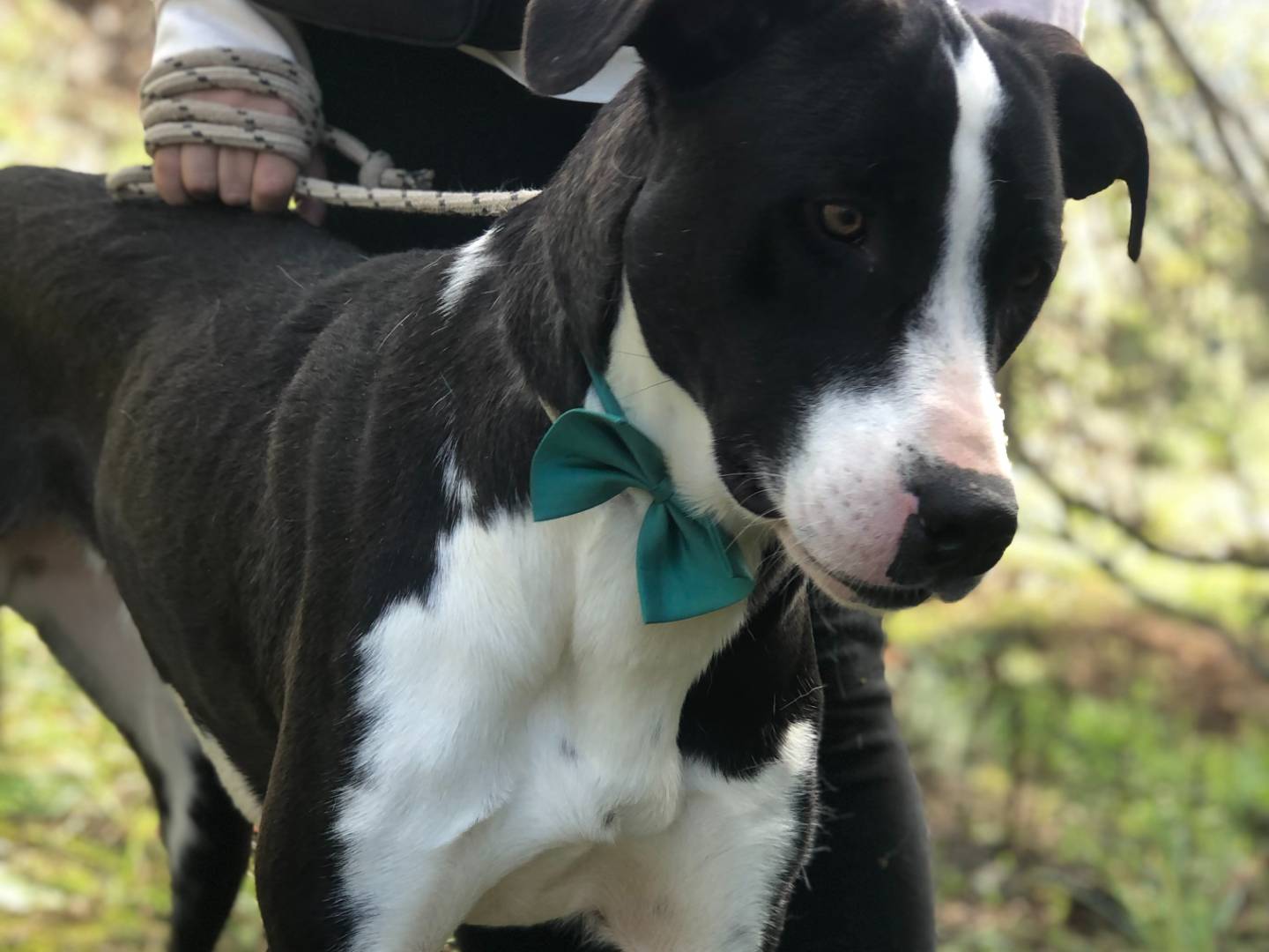 Adotta il cane Acqua a Latina