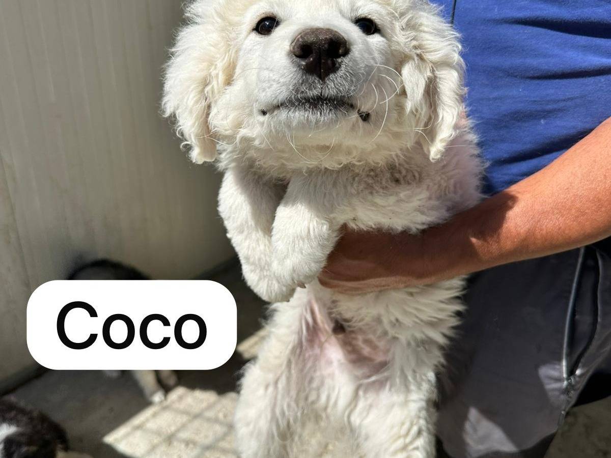 Adotta un cane, taglia grande, maschio, Agrigento