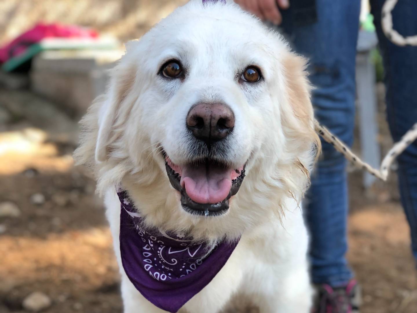 Adotta il cane Ametista a Latina