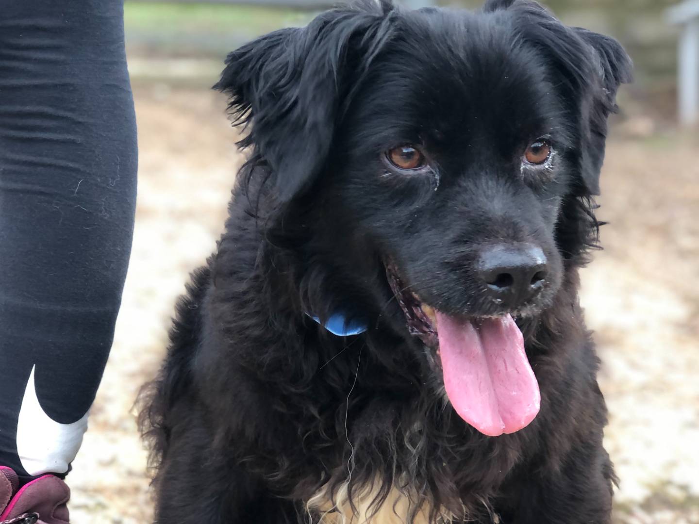 Adotta un cane, taglia media contenuta, maschio, Latina