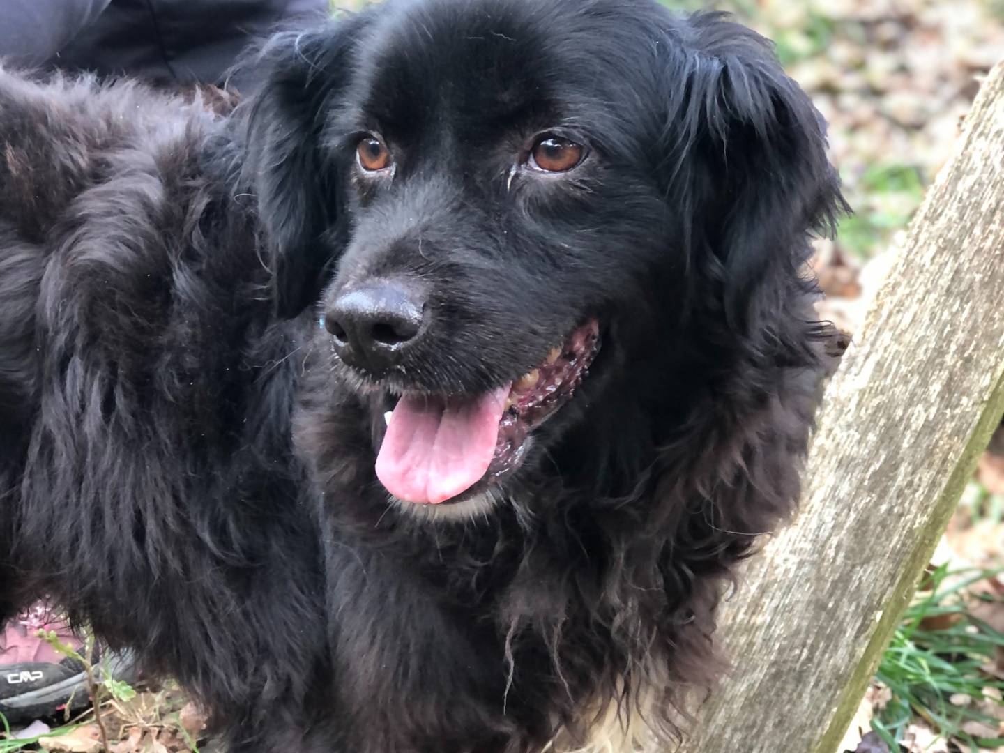 Vuoi adottare un cane a Latina?