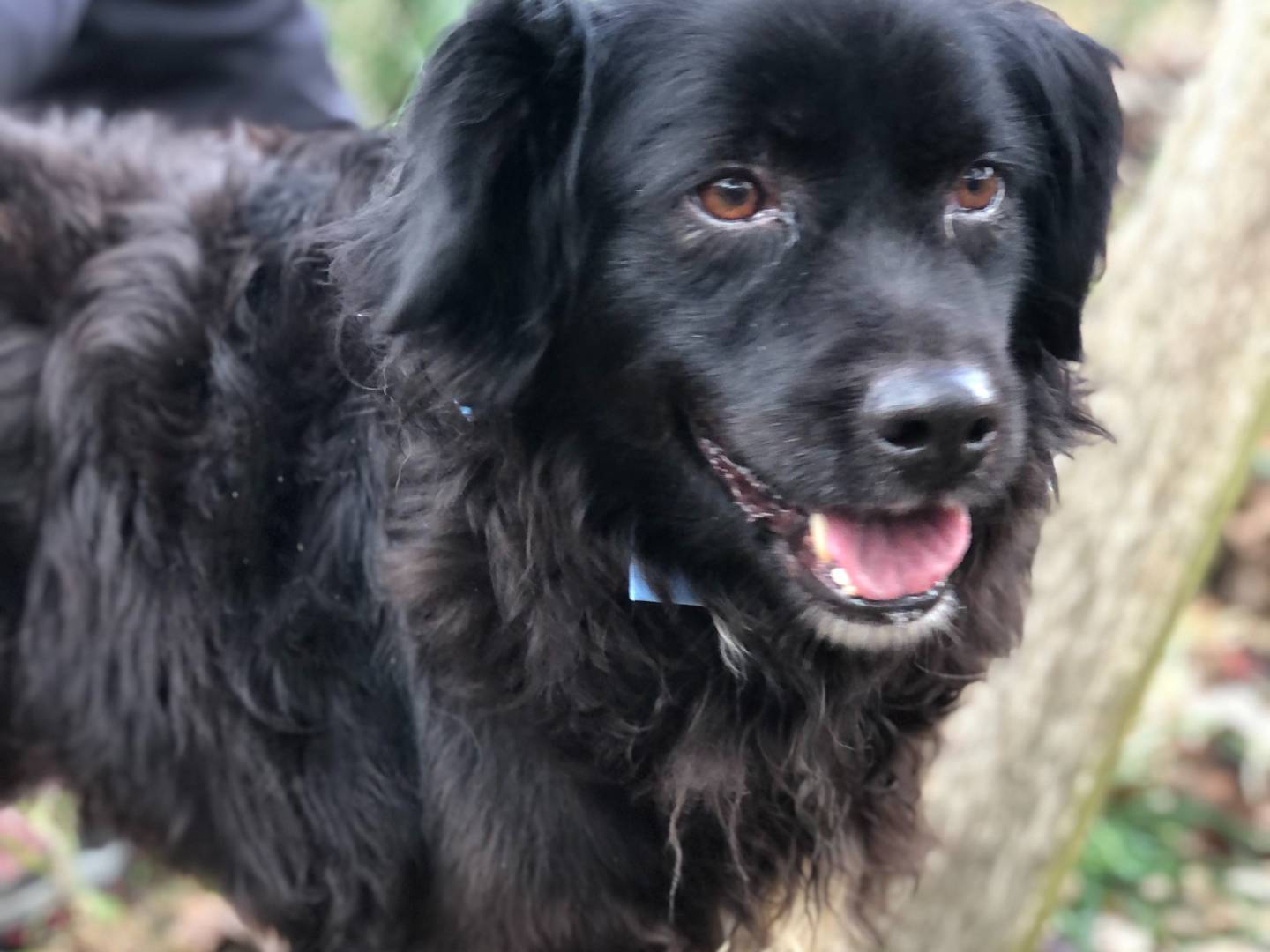 Adotta il cane Amigo a Latina
