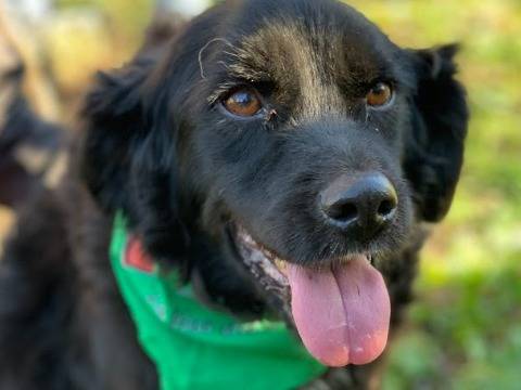 Adozione cane, maschio, Razza sconosciuta Razza sconosciuta, 7 anni e 11 mesi, taglia media contenuta, Latina