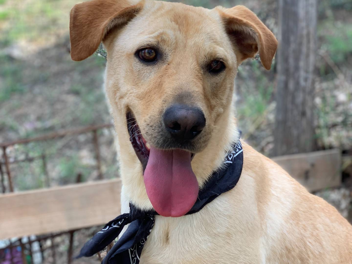 Adotta il cane Alain a Latina