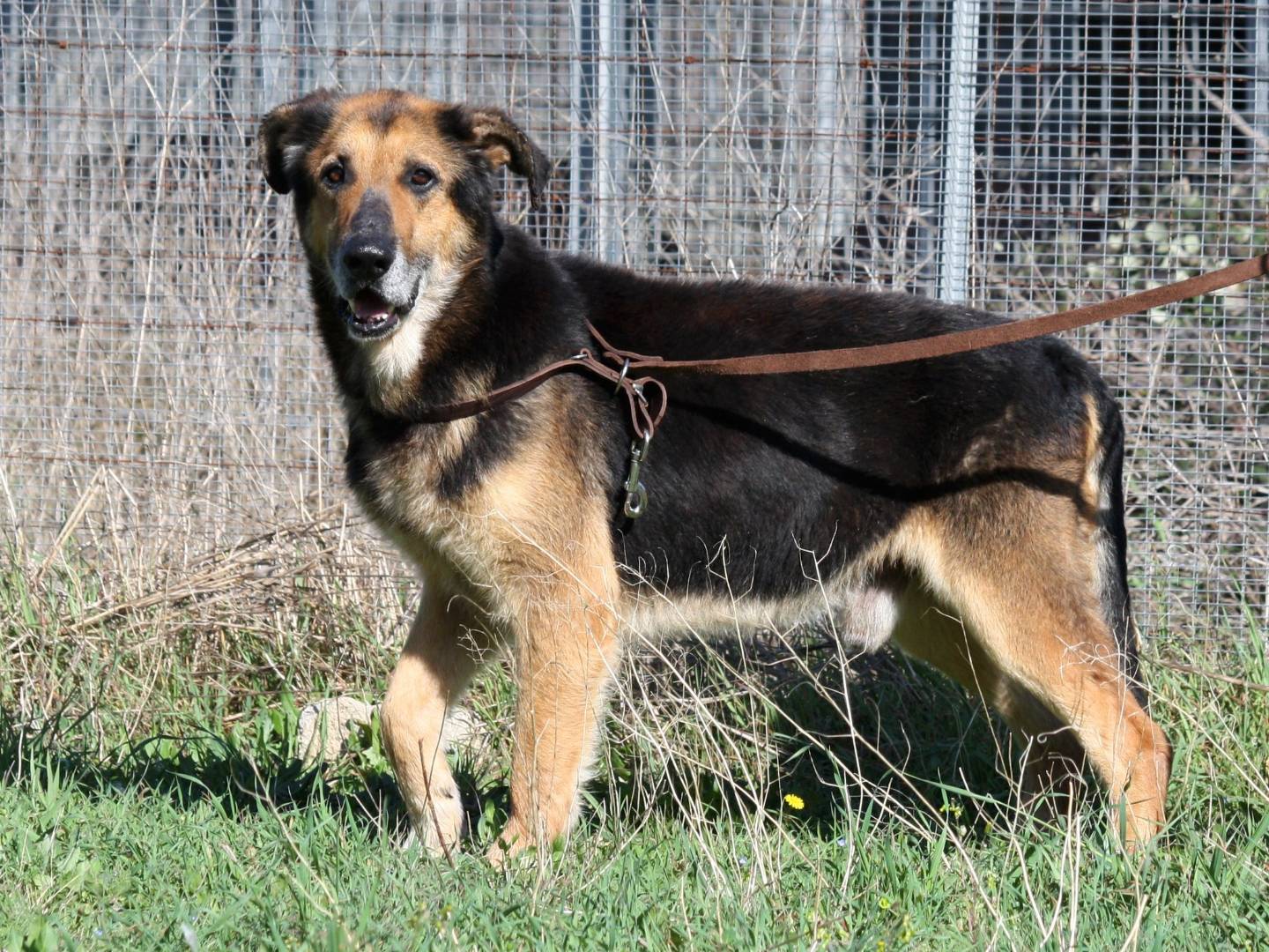 Adotta un cane, maschio, 7 anni, Bari