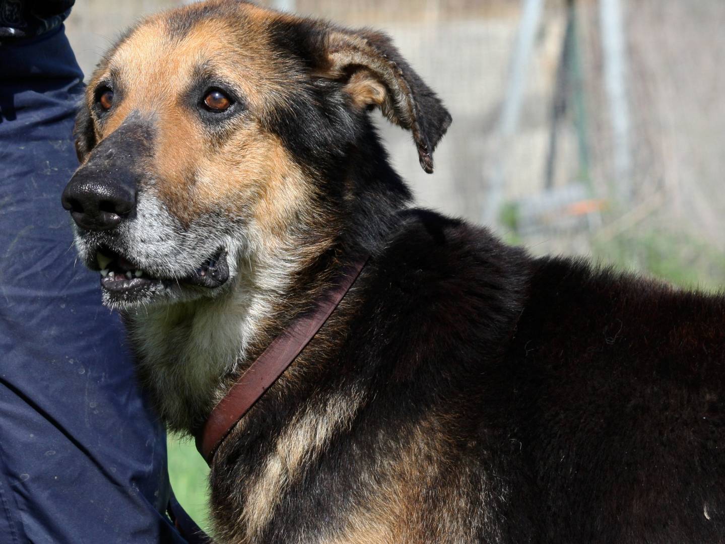 Vuoi adottare un cane a Bari?