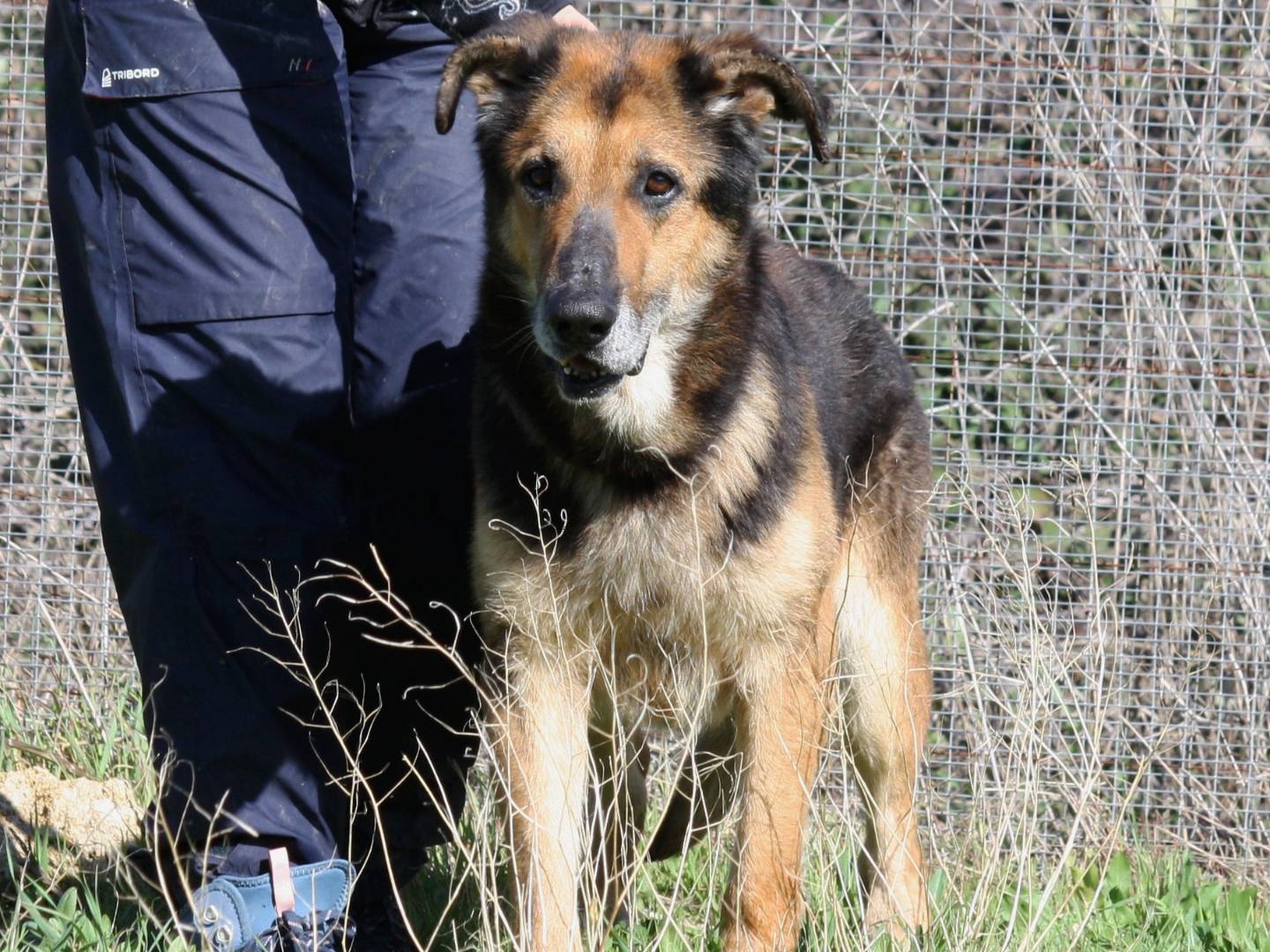 Adotta il cane Perseo a Bari