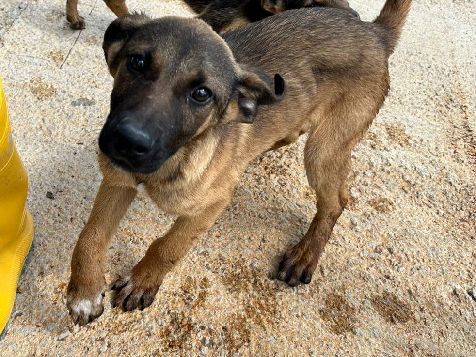 Adozione cane, maschio, Razza sconosciuta Razza sconosciuta, 3 mesi, taglia media, Agrigento