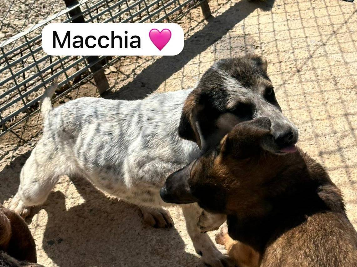 Adotta un cane, maschio, 3 mesi, Agrigento