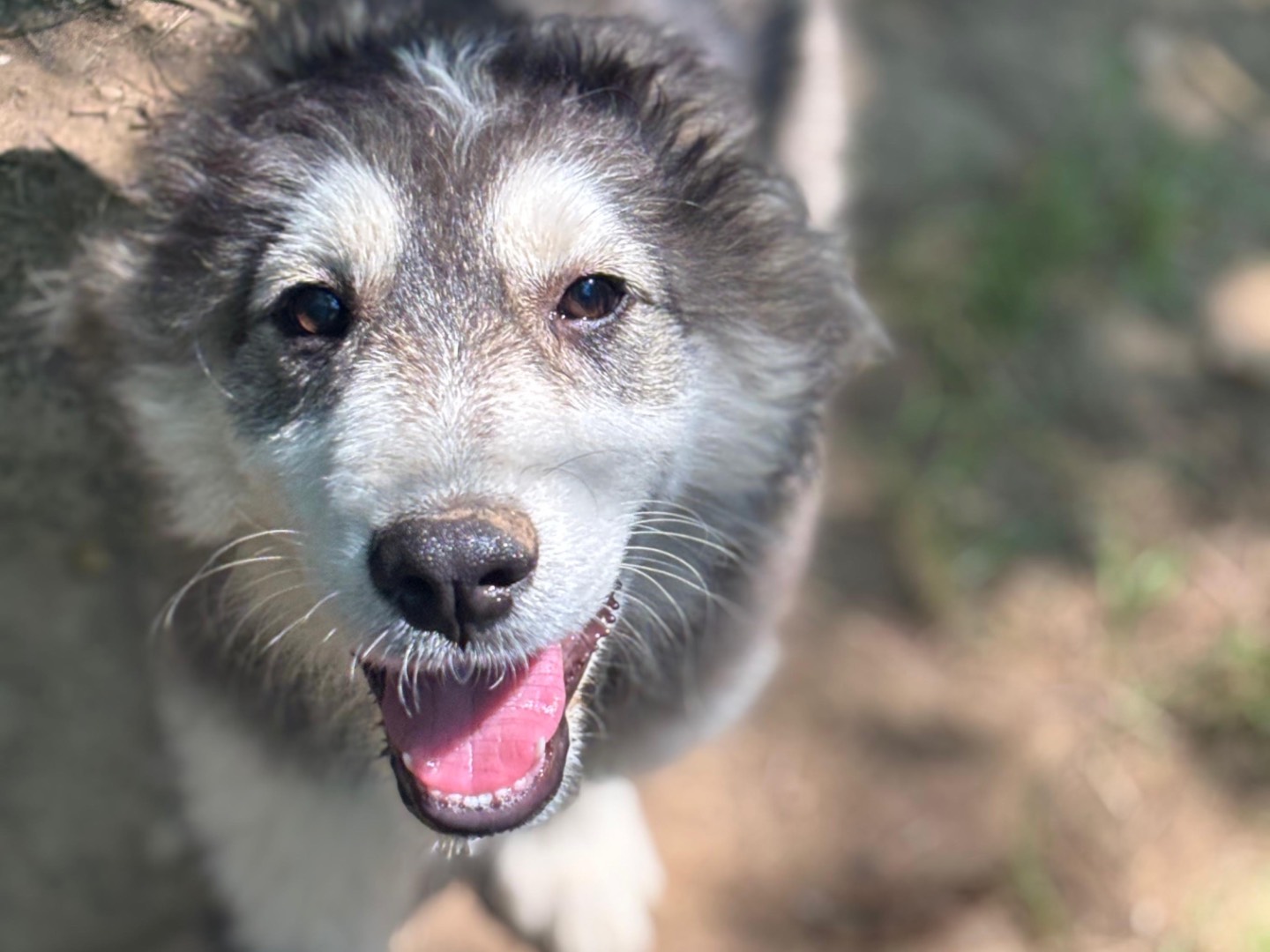 Adozione cane, maschio, Razza sconosciuta Razza sconosciuta, 4 mesi, taglia grande, Milano