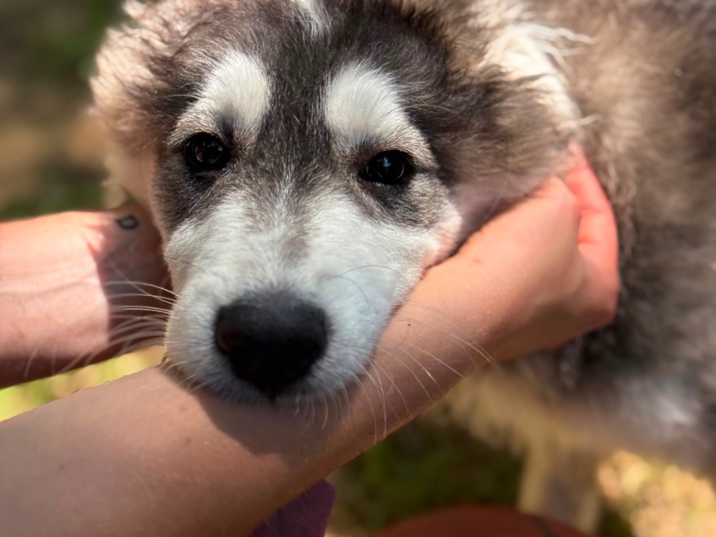 Adotta un cane, maschio, 4 mesi, Milano