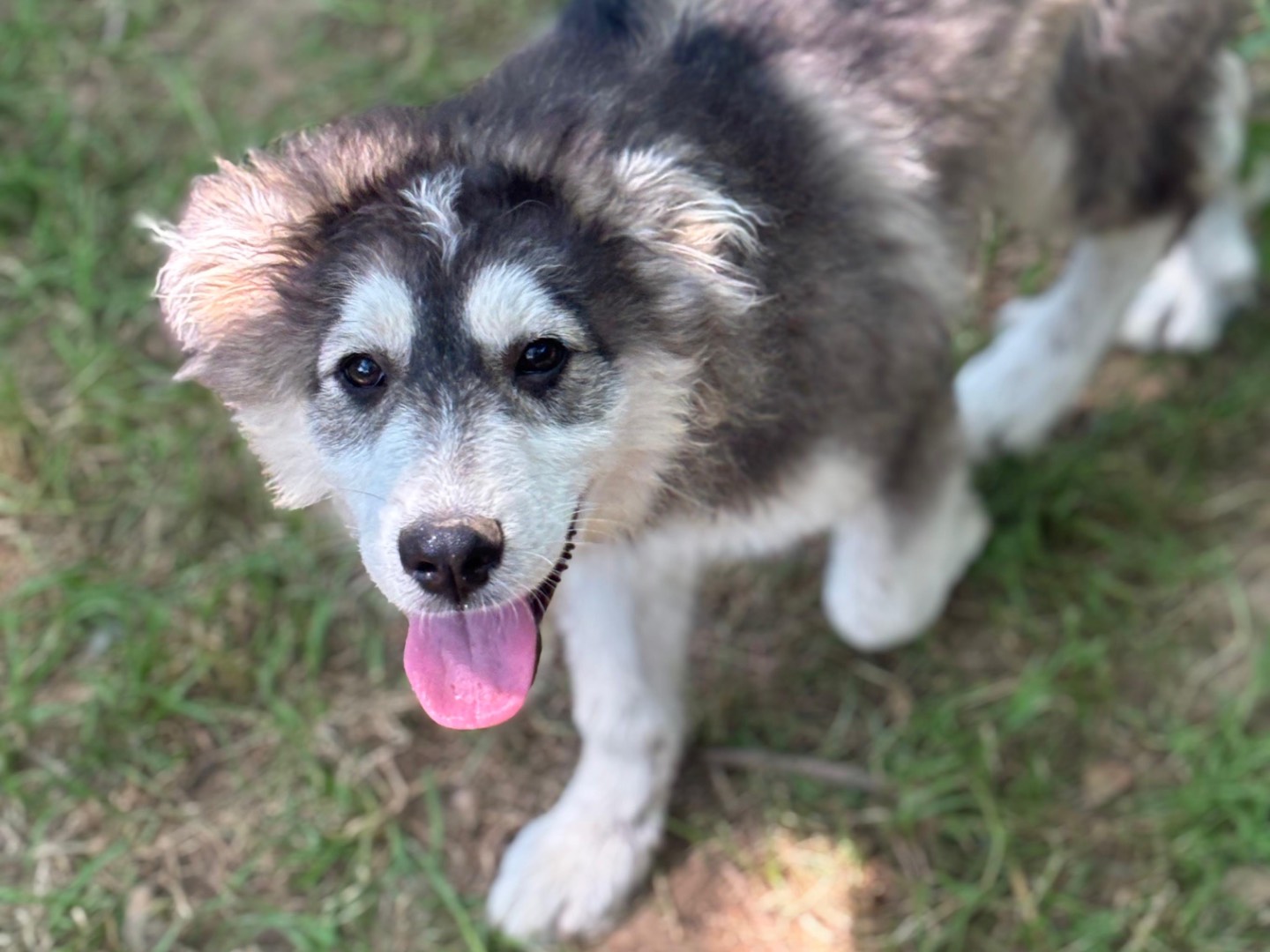 Adotta un cane, taglia grande, maschio, Milano
