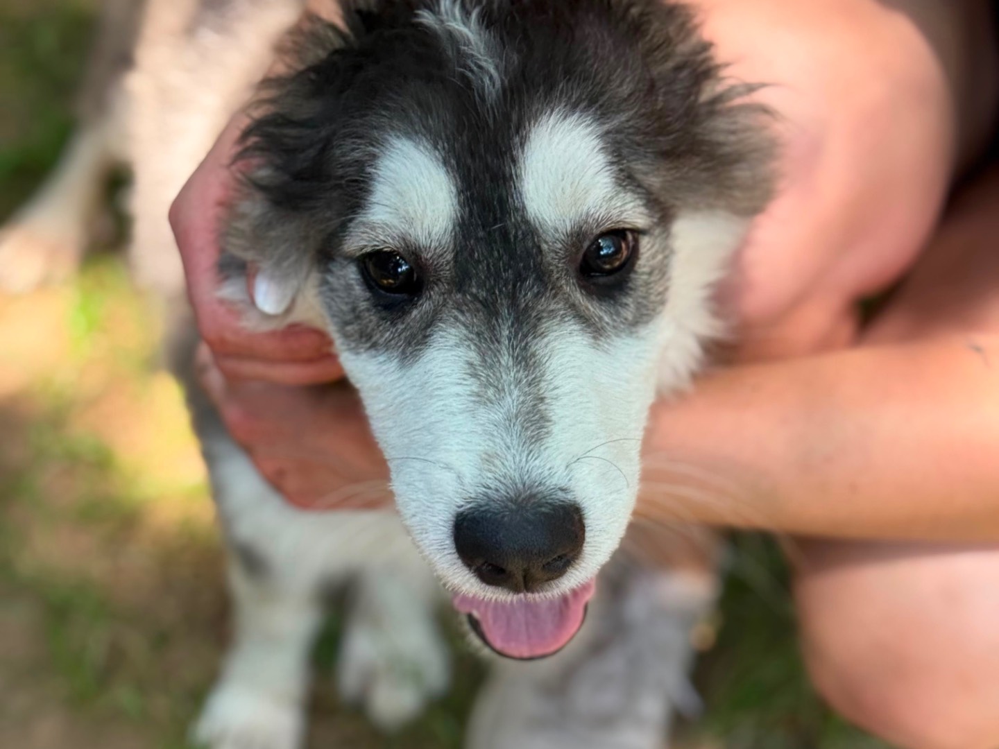 Vuoi adottare un cane a Milano?