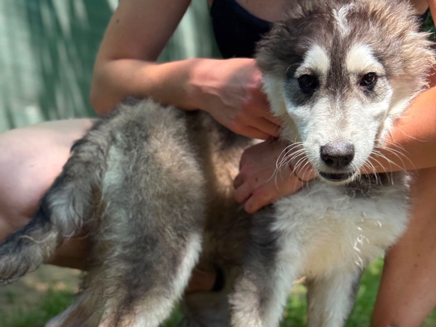Adotta il cane Tokyo  a Milano