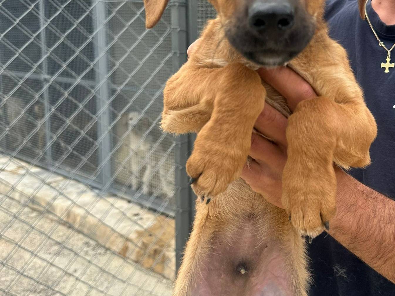 Adozione cane, maschio, Razza sconosciuta Razza sconosciuta, 3 mesi, taglia media, Agrigento