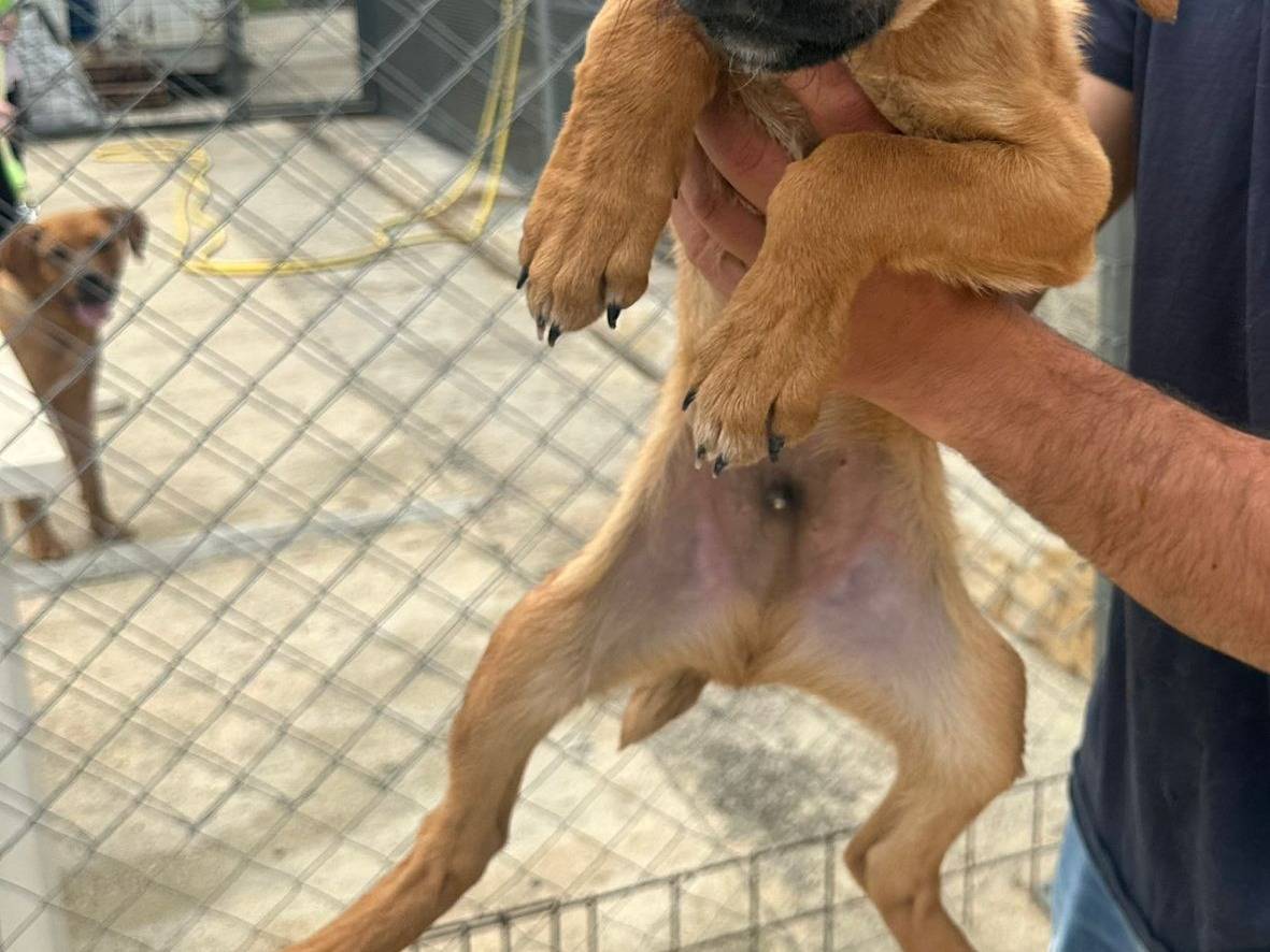 Adotta un cane, taglia media, maschio, Agrigento
