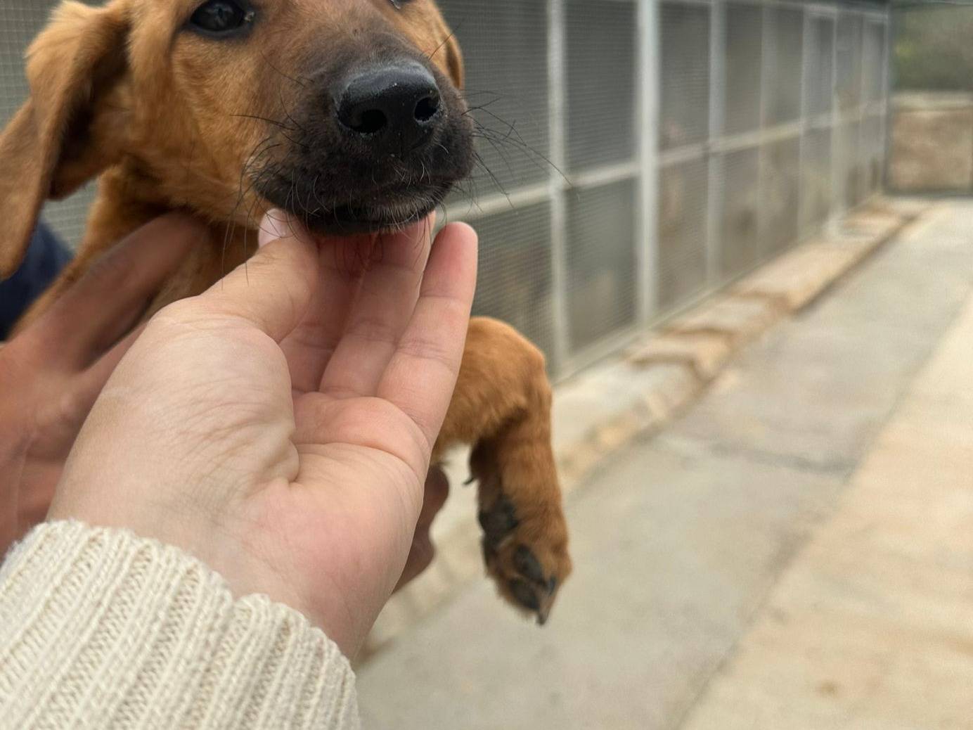 Vuoi adottare un cane a Agrigento?