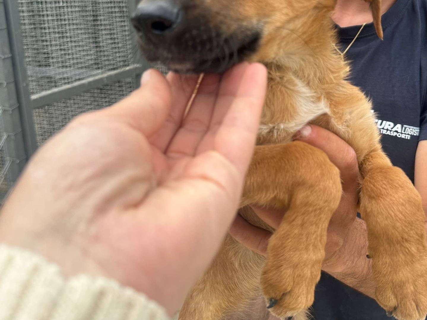 Adotta il cane Niko a Agrigento