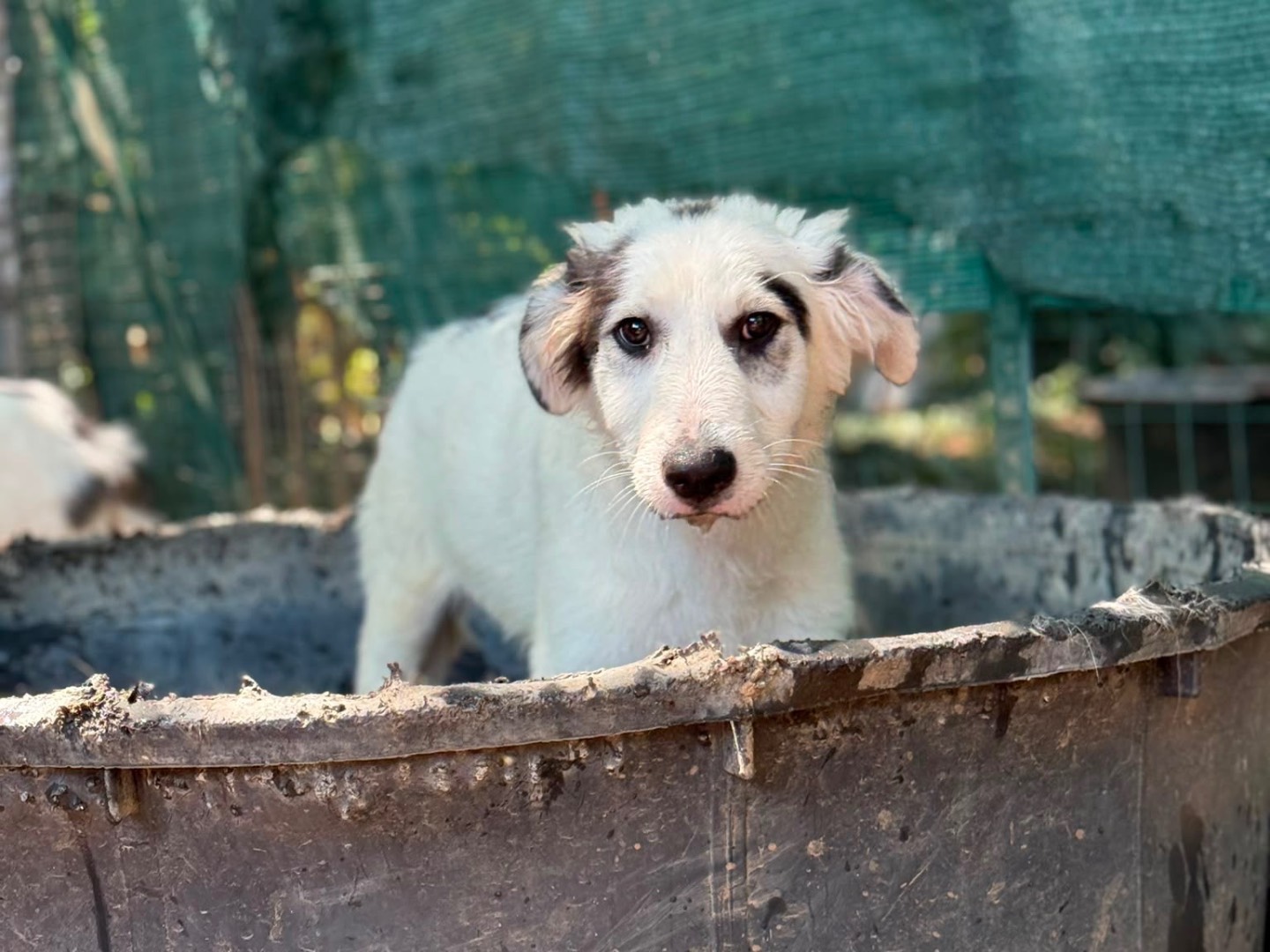Adozione cane, femmina, Razza sconosciuta Razza sconosciuta, 4 mesi, taglia grande, Milano