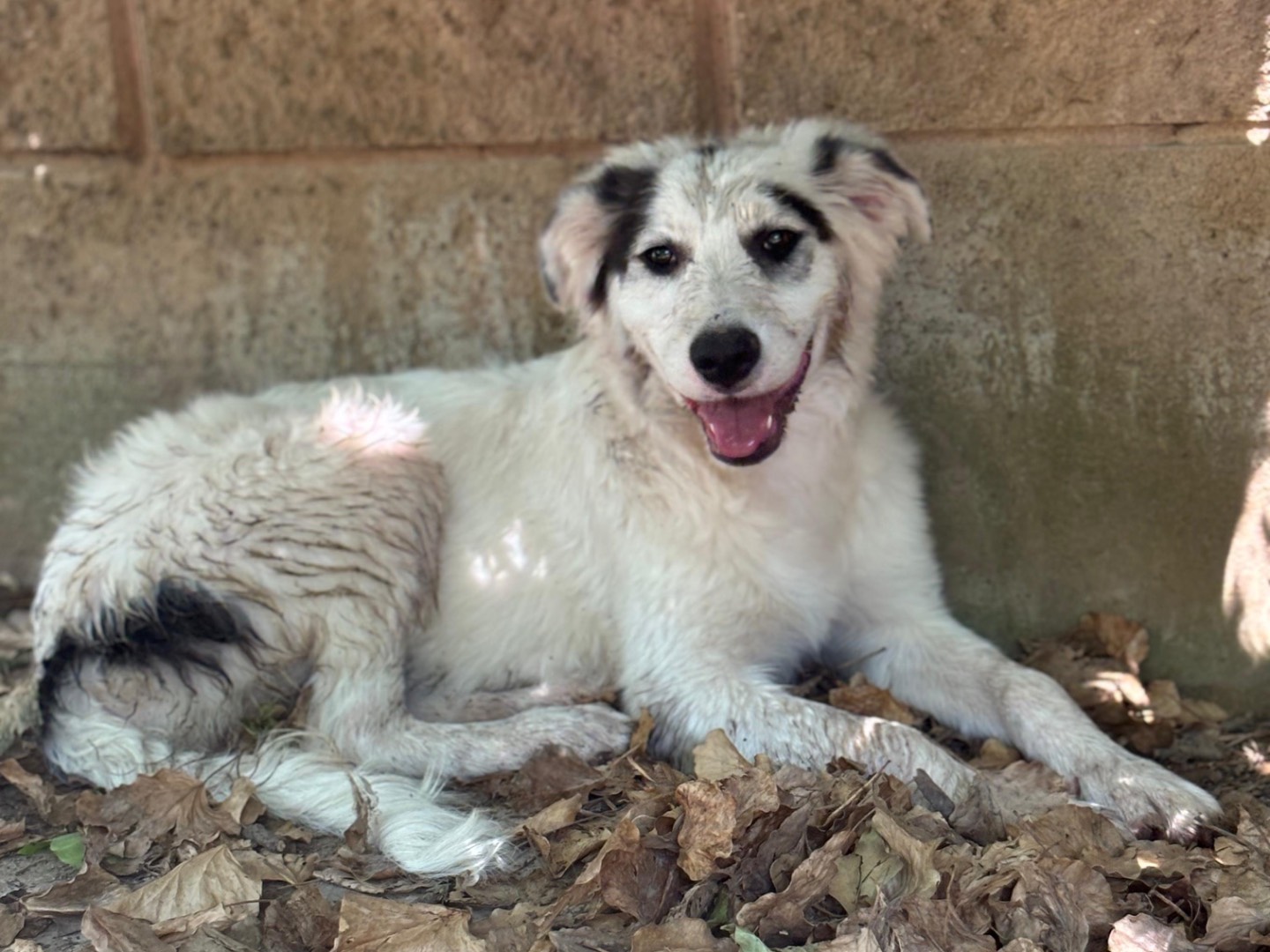 Adotta un cane, femmina, 4 mesi, Milano