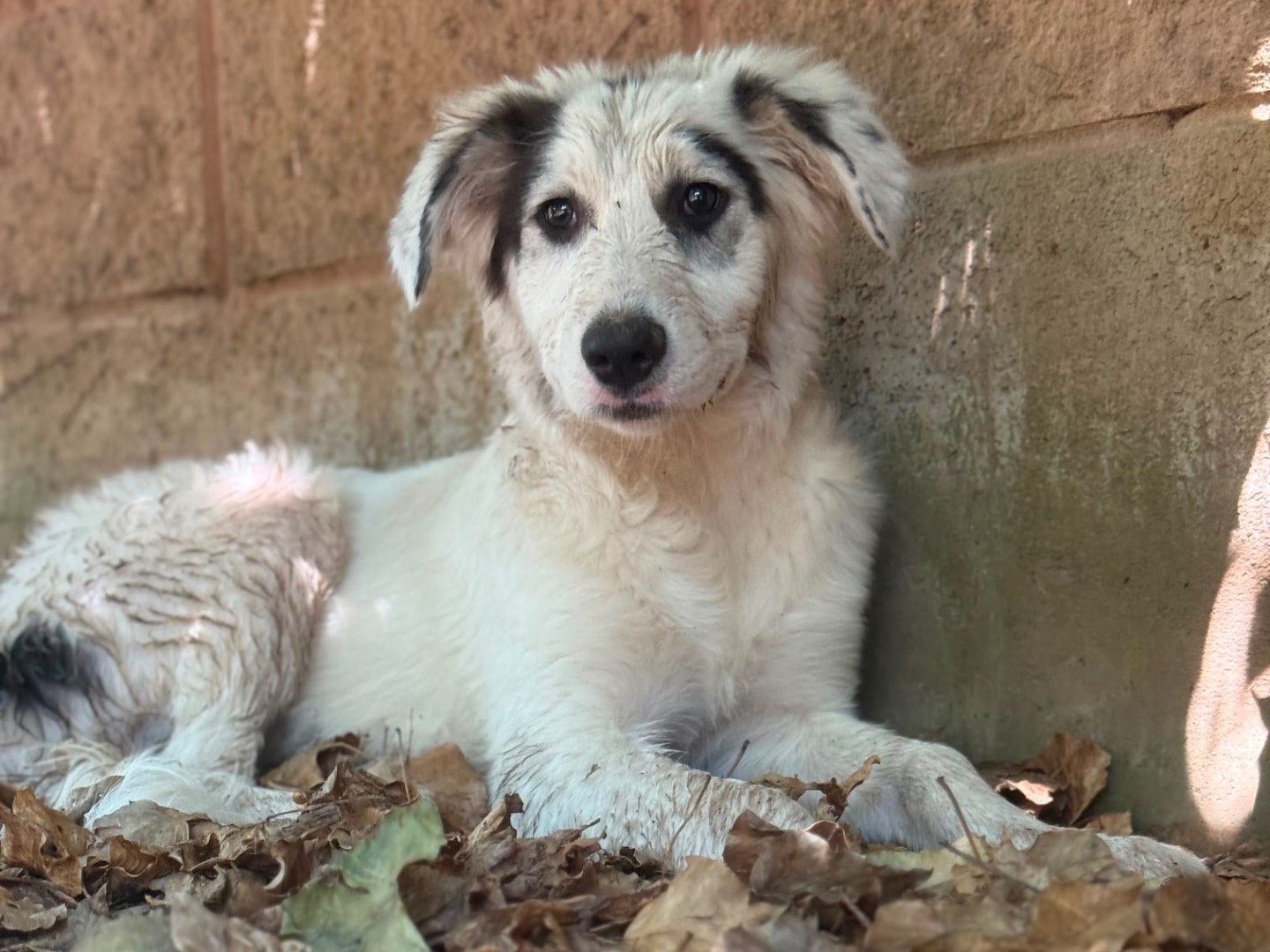 Adotta un cane, taglia grande, femmina, Milano