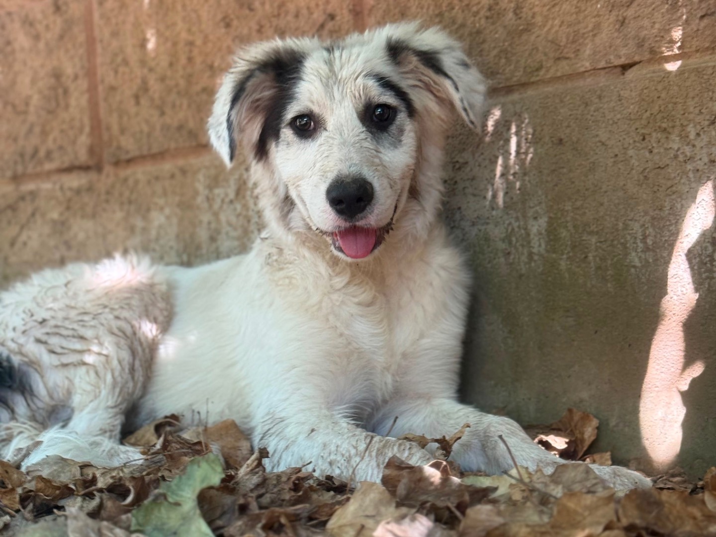 Vuoi adottare un cane a Milano?
