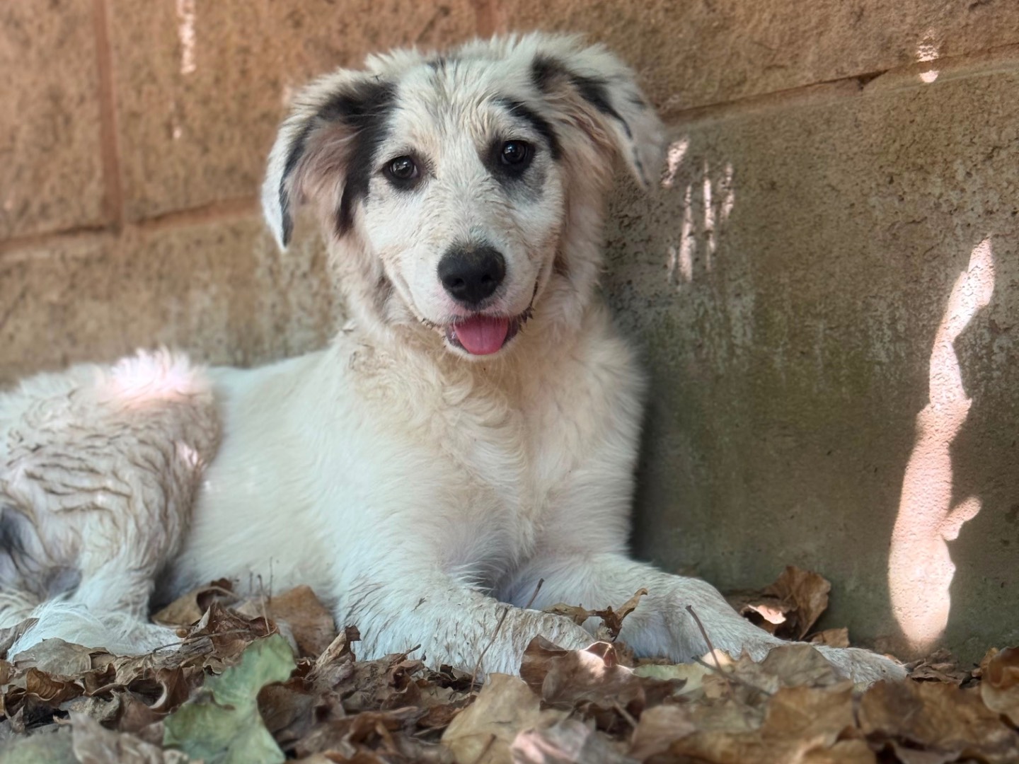 Adotta il cane Roma  a Milano