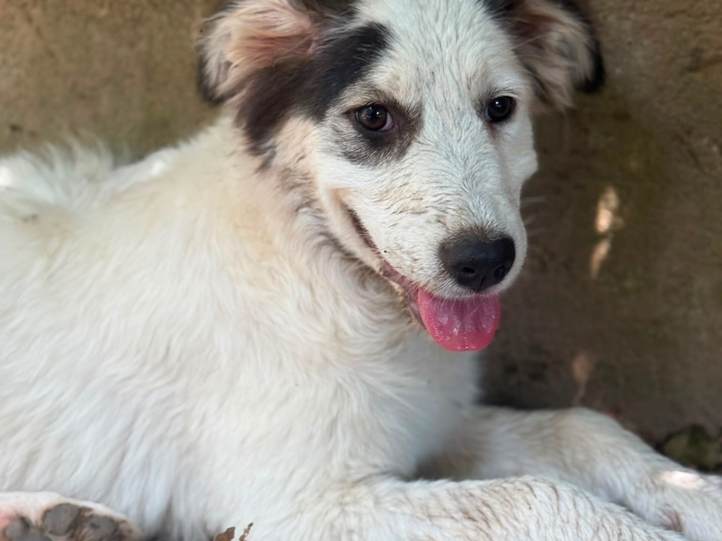 Vuoi adottare un cane a Milano?