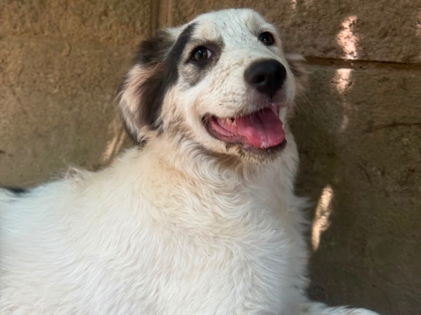 Adotta il cane Atene a Milano