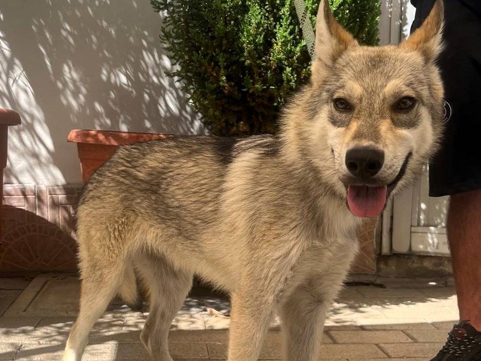 Adozione cane, maschio, Razza sconosciuta Razza sconosciuta, 6 mesi, taglia media, Milano